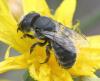Osmia latreillei